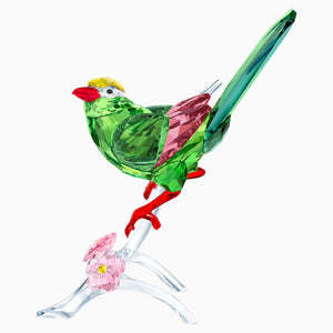 GREEN MAGPIE